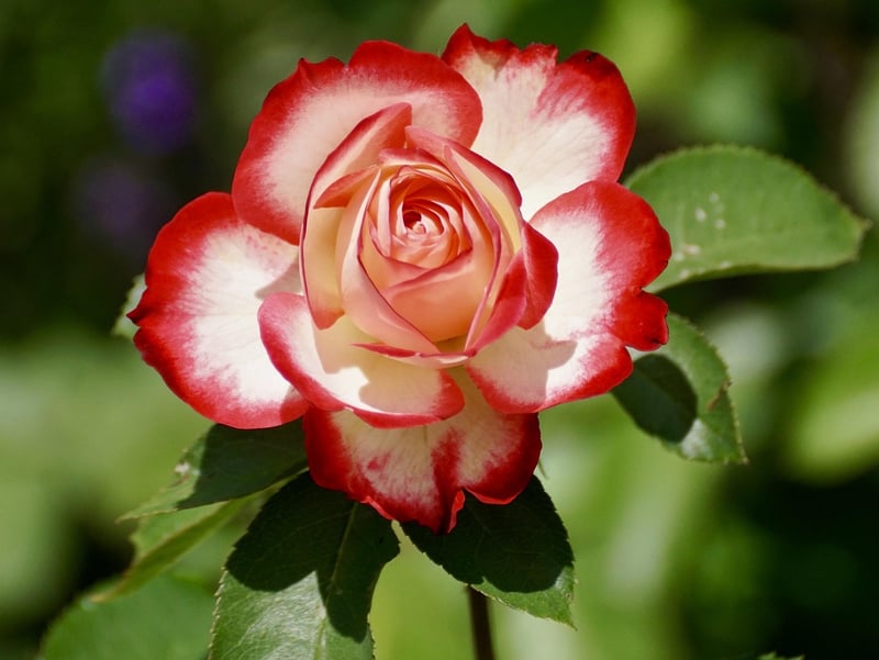 Elegant Florals